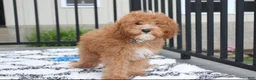 Cavapoo dogs for sale: Lenny  - Ad 3