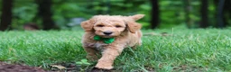 Standard Poodle dogs for sale: Leo - Ad 8