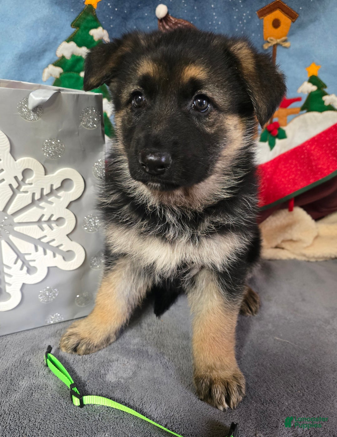German Shepherd dogs for sale: German Shepherd Puppy, green collar - Ad 1