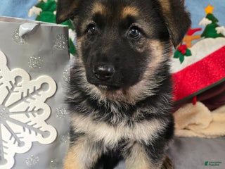 German Shepherd dogs German Shepherd Puppy, green collar - Ad 32