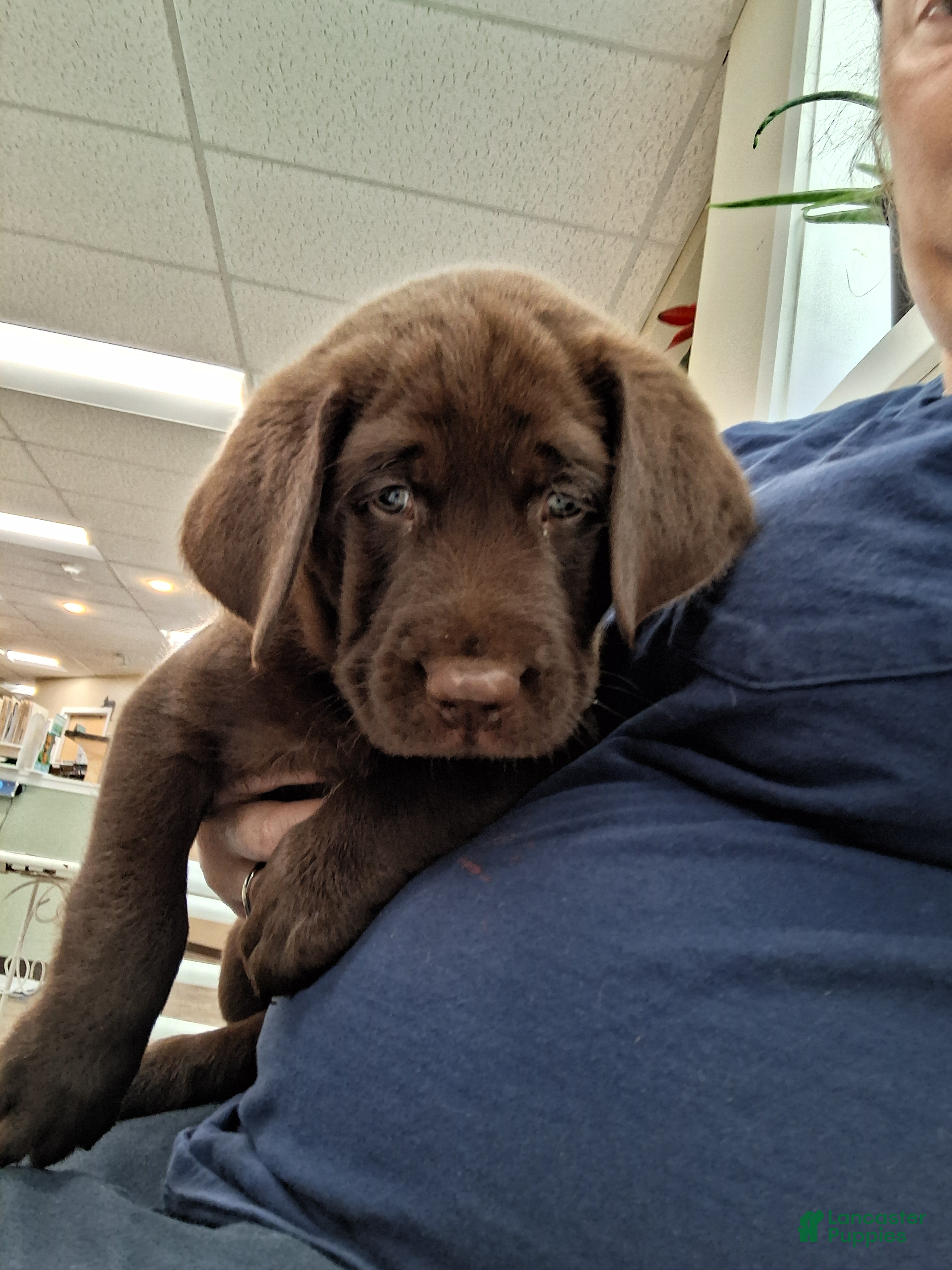 Labrador Retriever dogs Blue choclate male - Ad 2