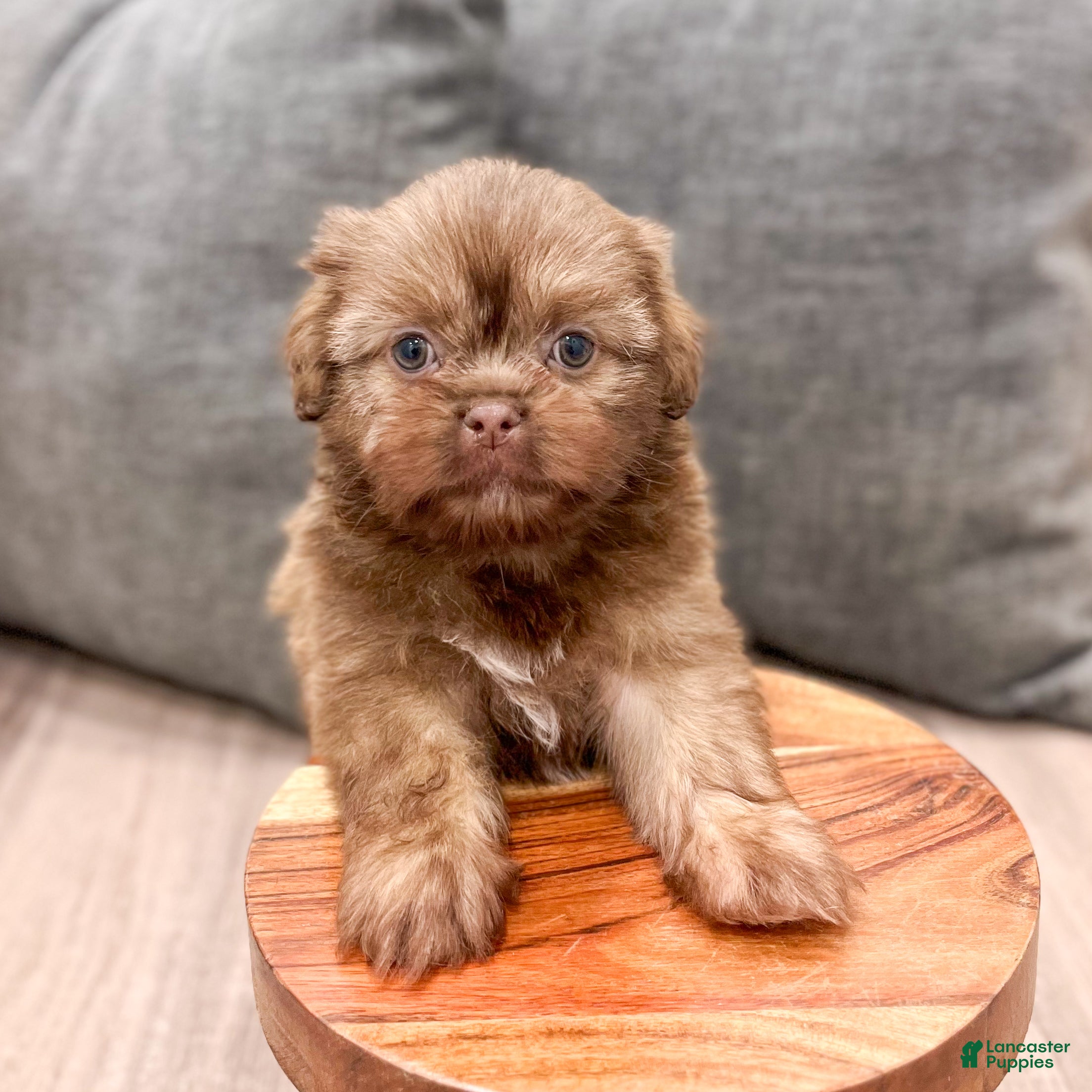 Shih Tzu dogs Harper - Ad 2