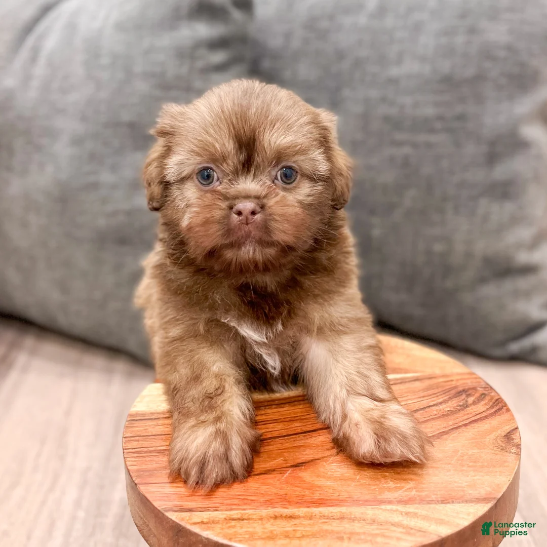 Shih Tzu dogs for sale: Harper - Ad 2