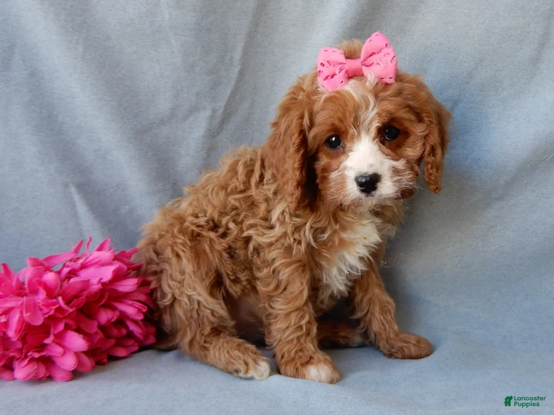 Cavapoo dogs for sale: Daisy - Ad 3