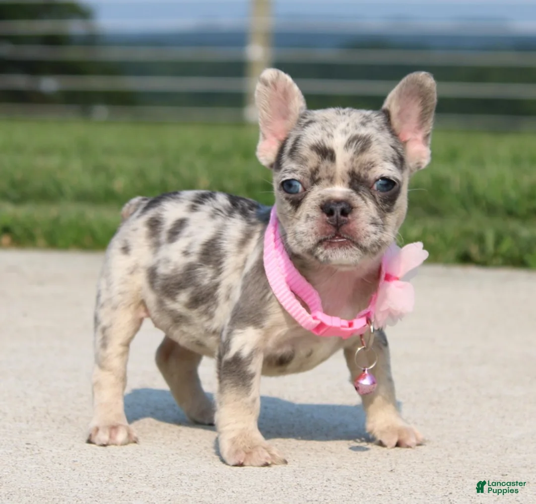 French Bulldog dogs for sale: Karla - Ad 2