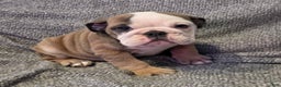 English Bulldog dogs for sale: Amari - Ad 5