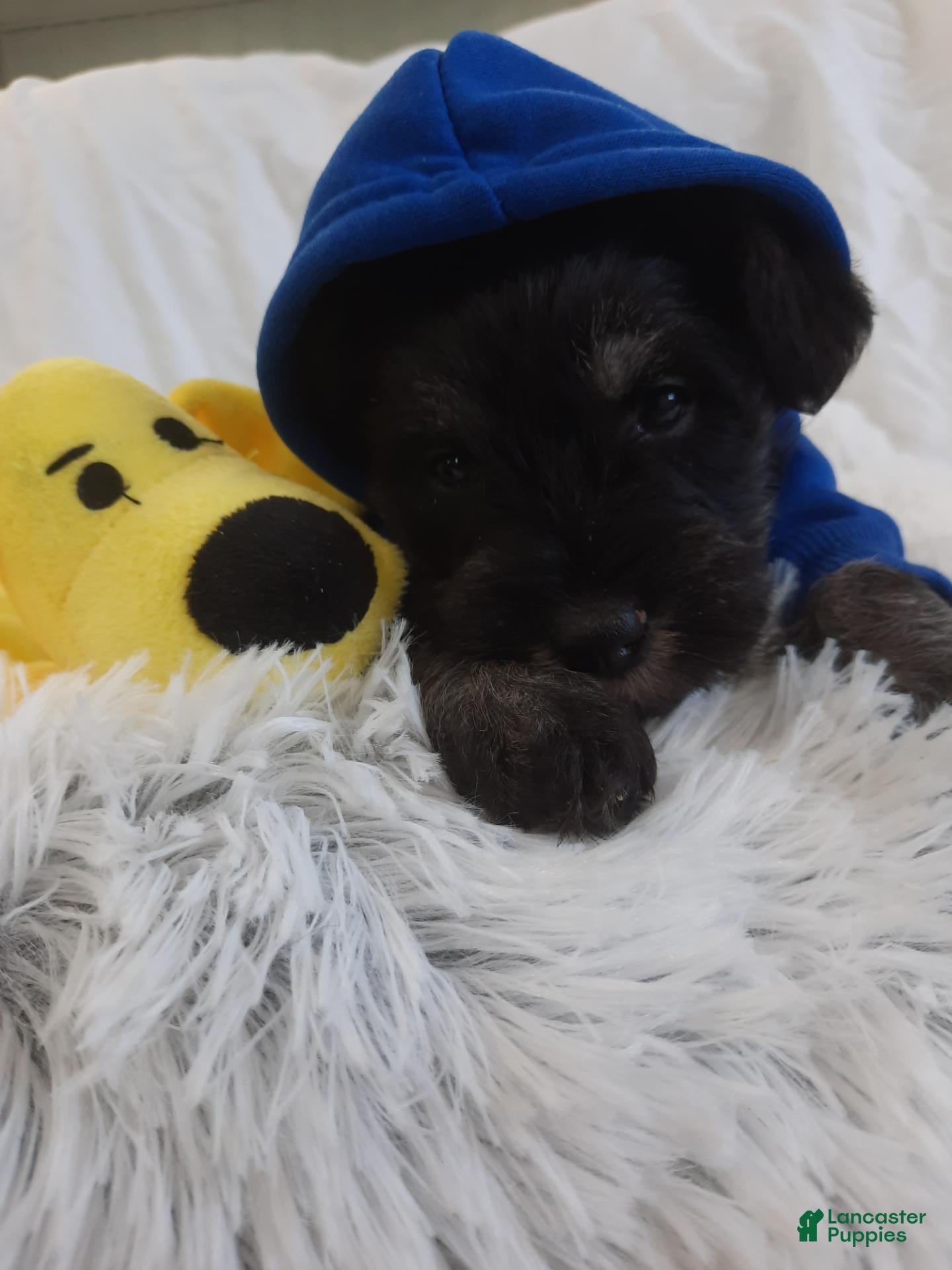 Miniature Schnauzer dogs AKC Oreo - Ad 1