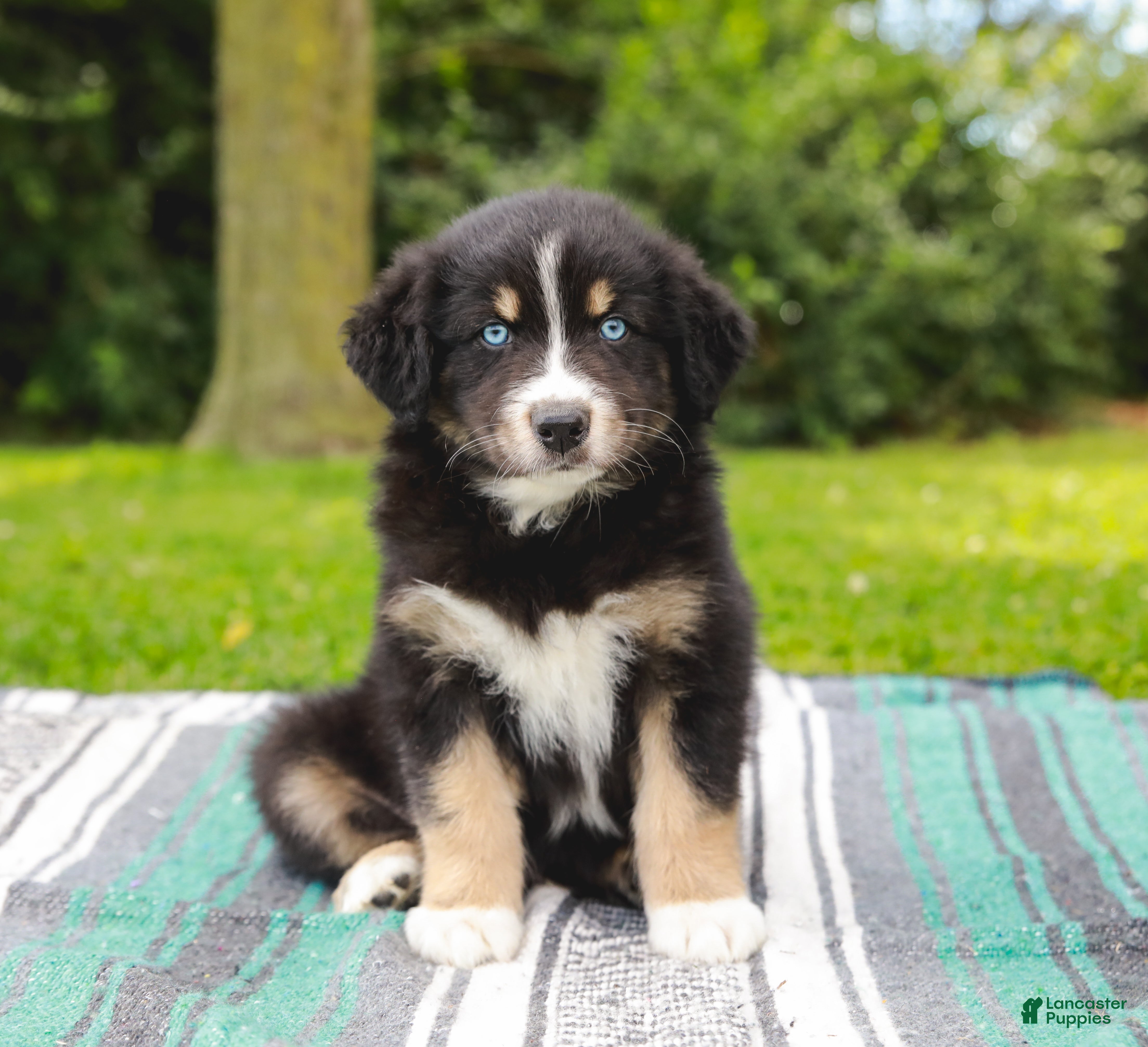 Australian Shepherd dogs Skipper - Ad 2