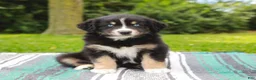 Australian Shepherd dogs for sale: Skipper - Ad 2