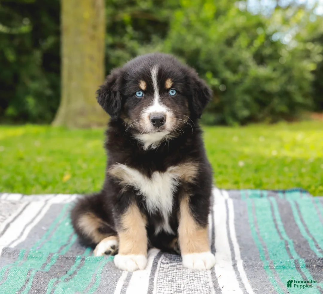 Australian Shepherd dogs for sale: Skipper - Ad 2