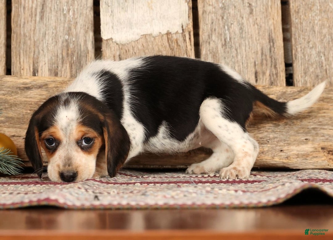 Beagle dogs for sale: Jolly - Ad 7
