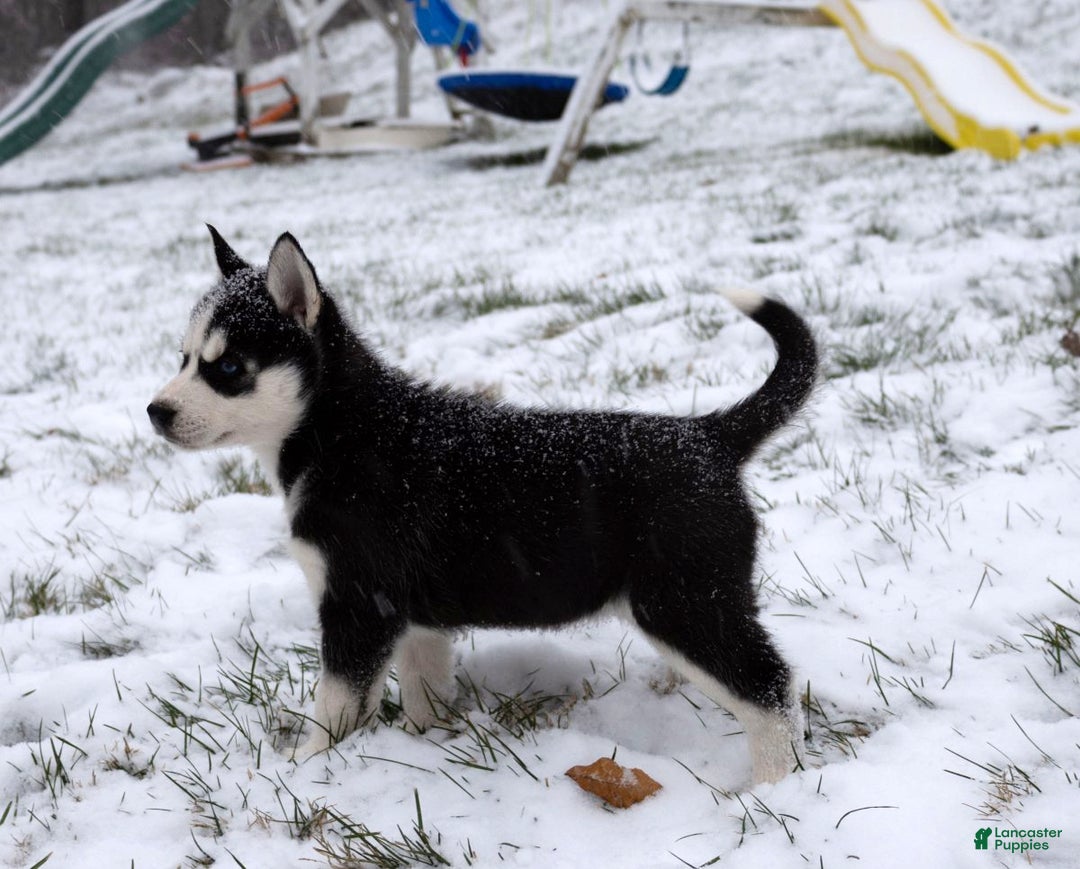 Siberian Husky dogs for sale: Chrissy - Ad 3