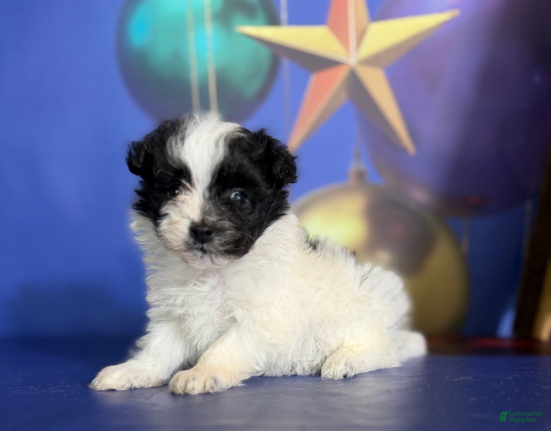 Pomapoo dogs for sale: Cruella - Ad 3