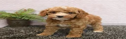 Cockapoo dogs for sale: Remi  - Ad 5