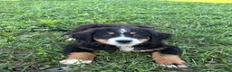 Bernese Mountain Dog dogs for sale: Poppi - Ad 2