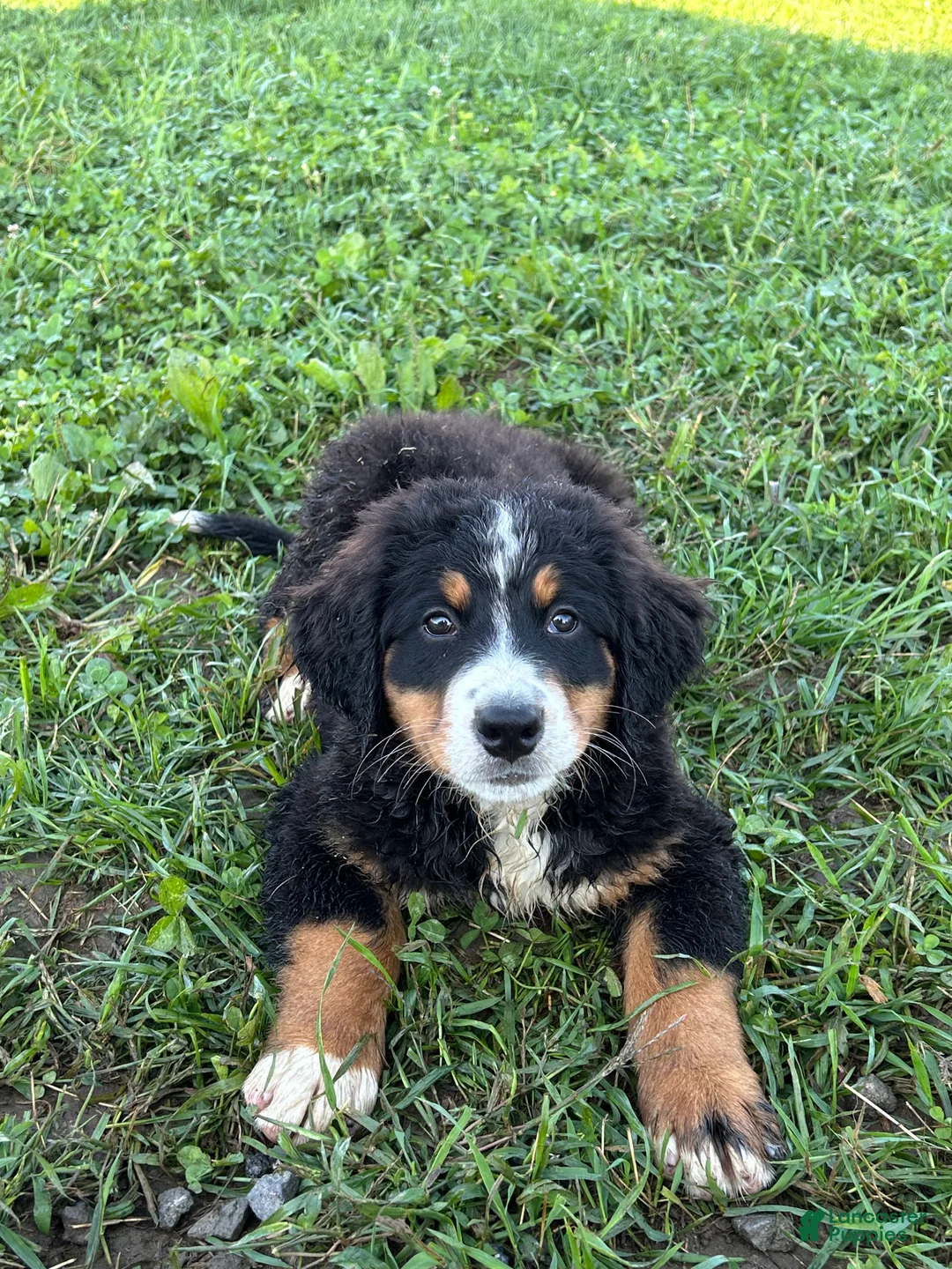 Bernese Mountain Dog dogs for sale: Poppi - Ad 2