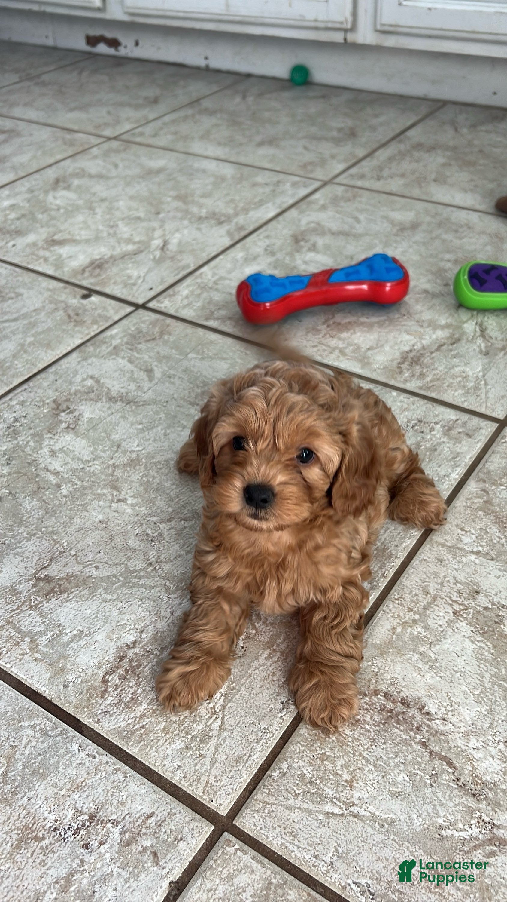 Miniature Labradoodle dogs for sale: Rex - Ad 21