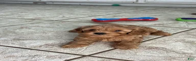 Rex