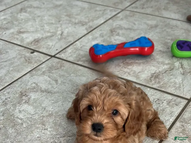 Miniature Labradoodle dogs for sale: Rex - Ad 21