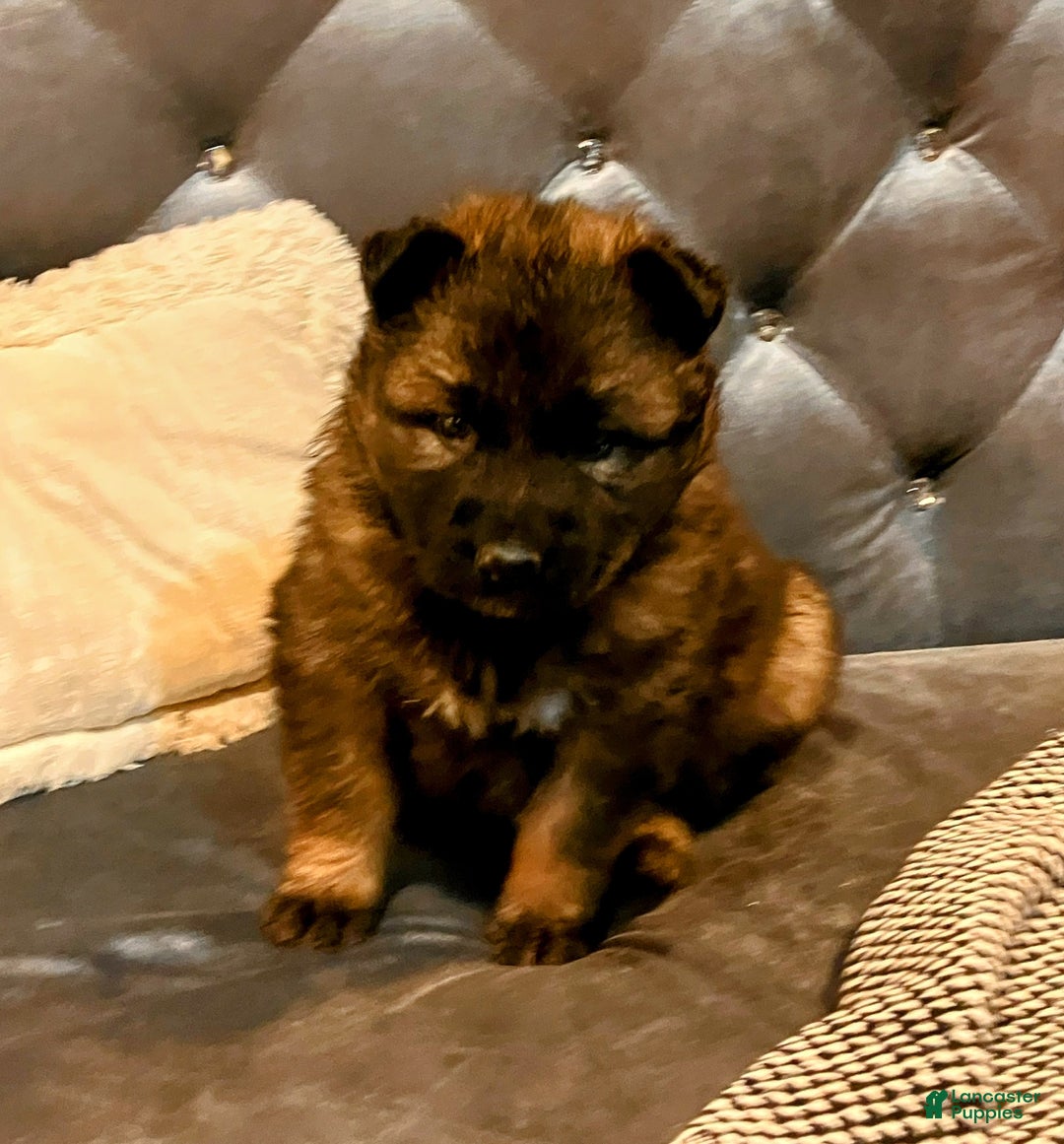 German Shepherd dogs for sale: ♥️SWEET SABLE ♥️ - Ad 20