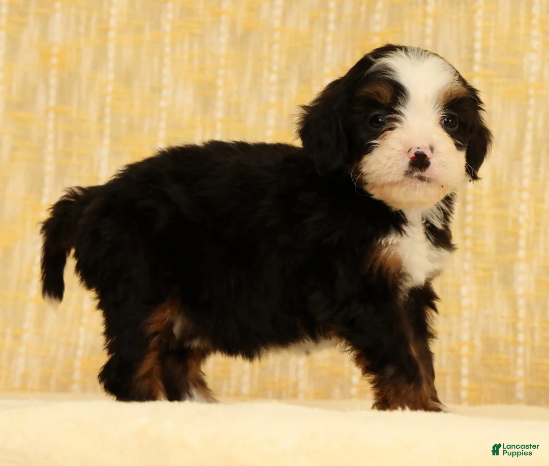 Mini Bernedoodle dogs for sale: Stella - Ad 2