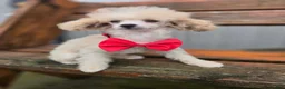 Toy Poodle dogs for sale: Toy Poodle 1 - Ad 3