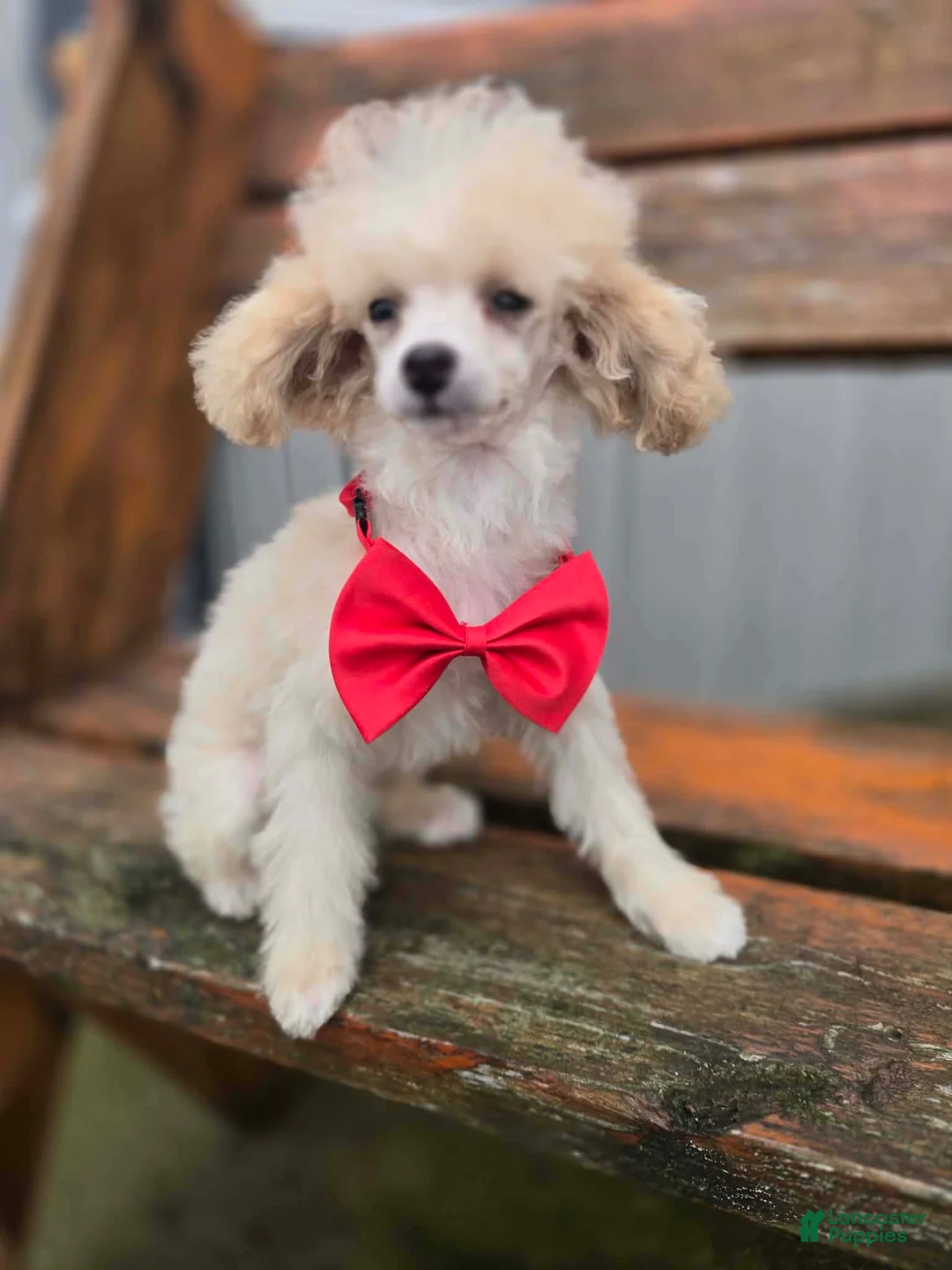 Toy Poodle dogs for sale: Toy Poodle 1 - Ad 3