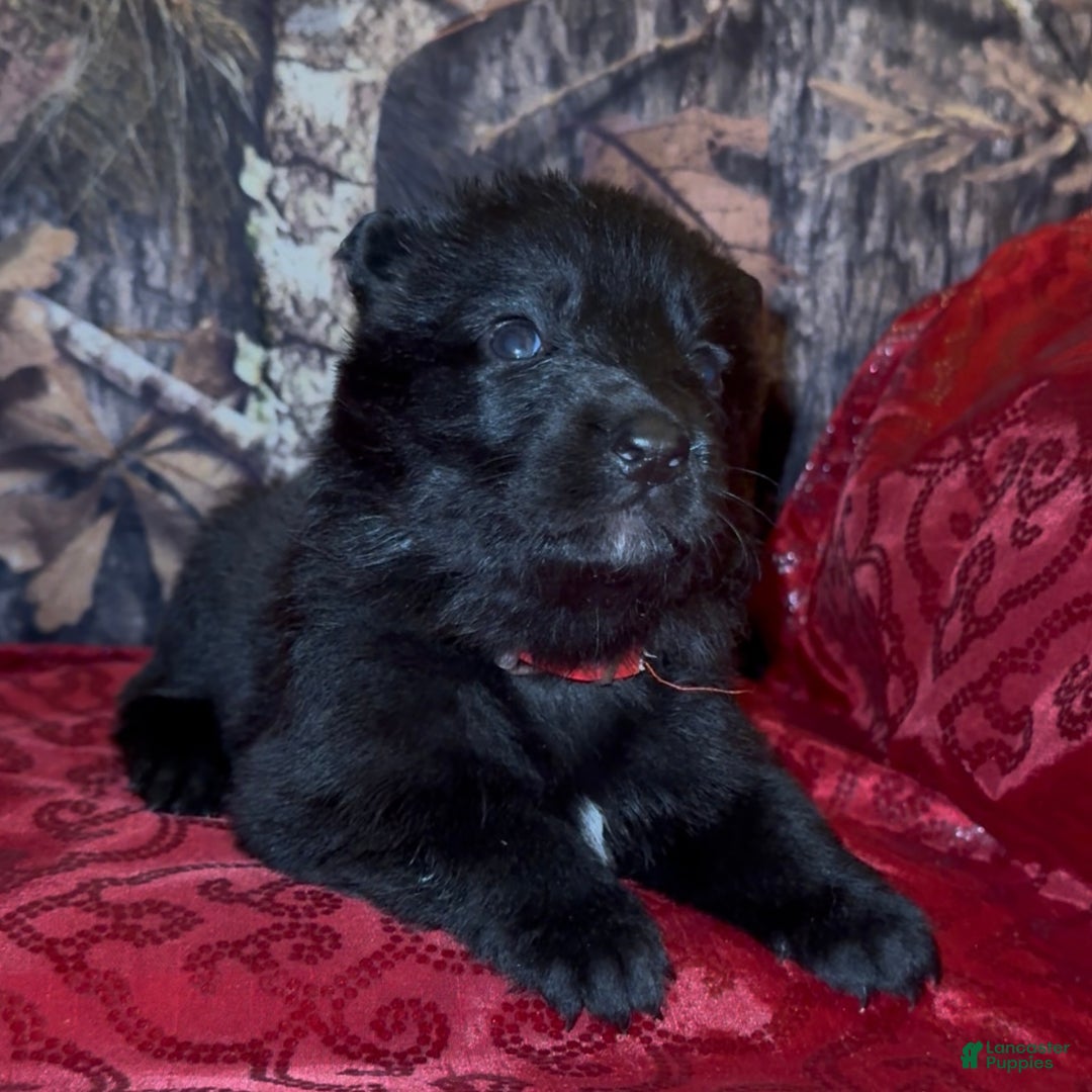 German Shepherd dogs for sale: SCAMPI - Ad 15