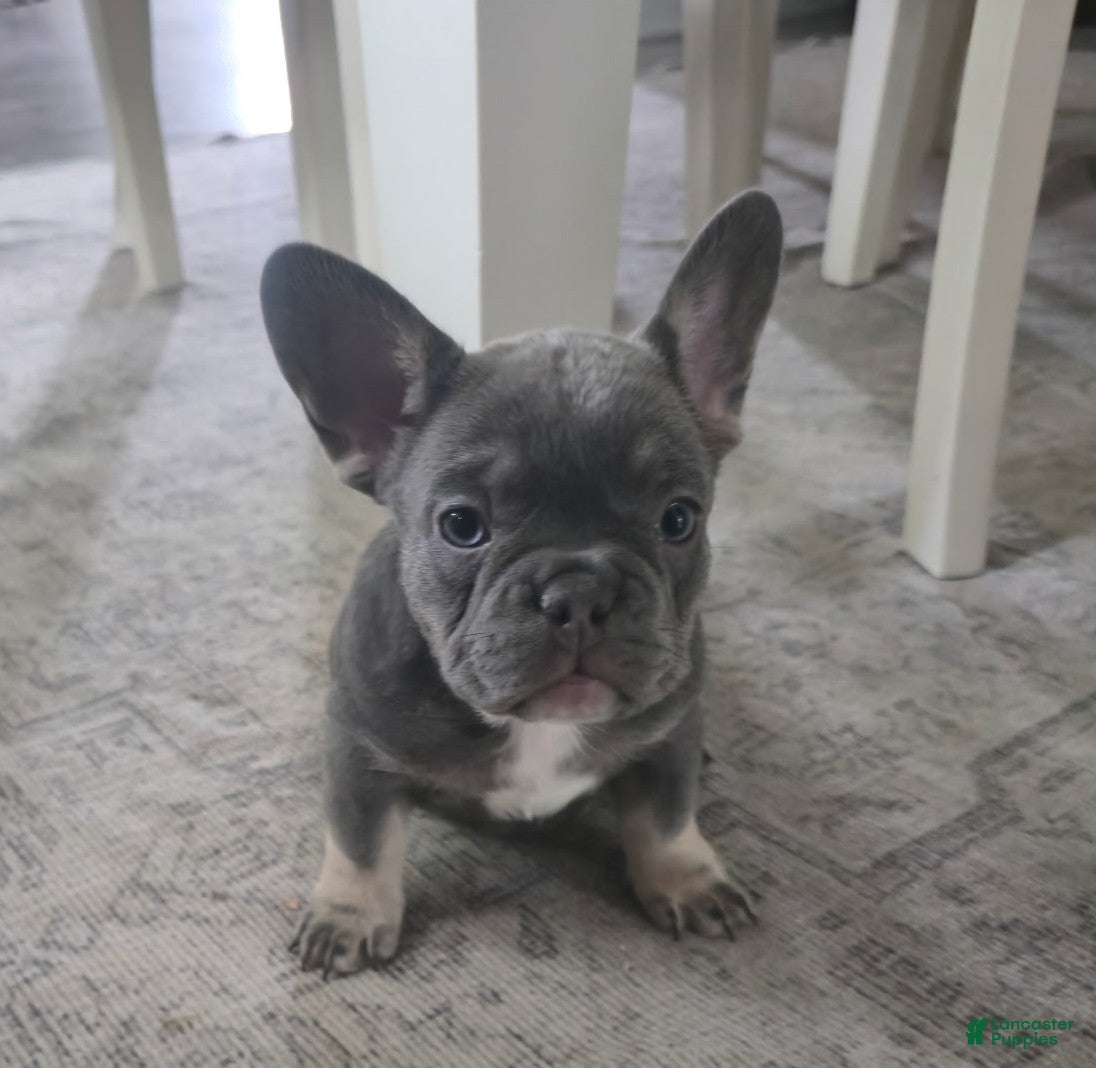French Bulldog dogs Chanel - Ad 2