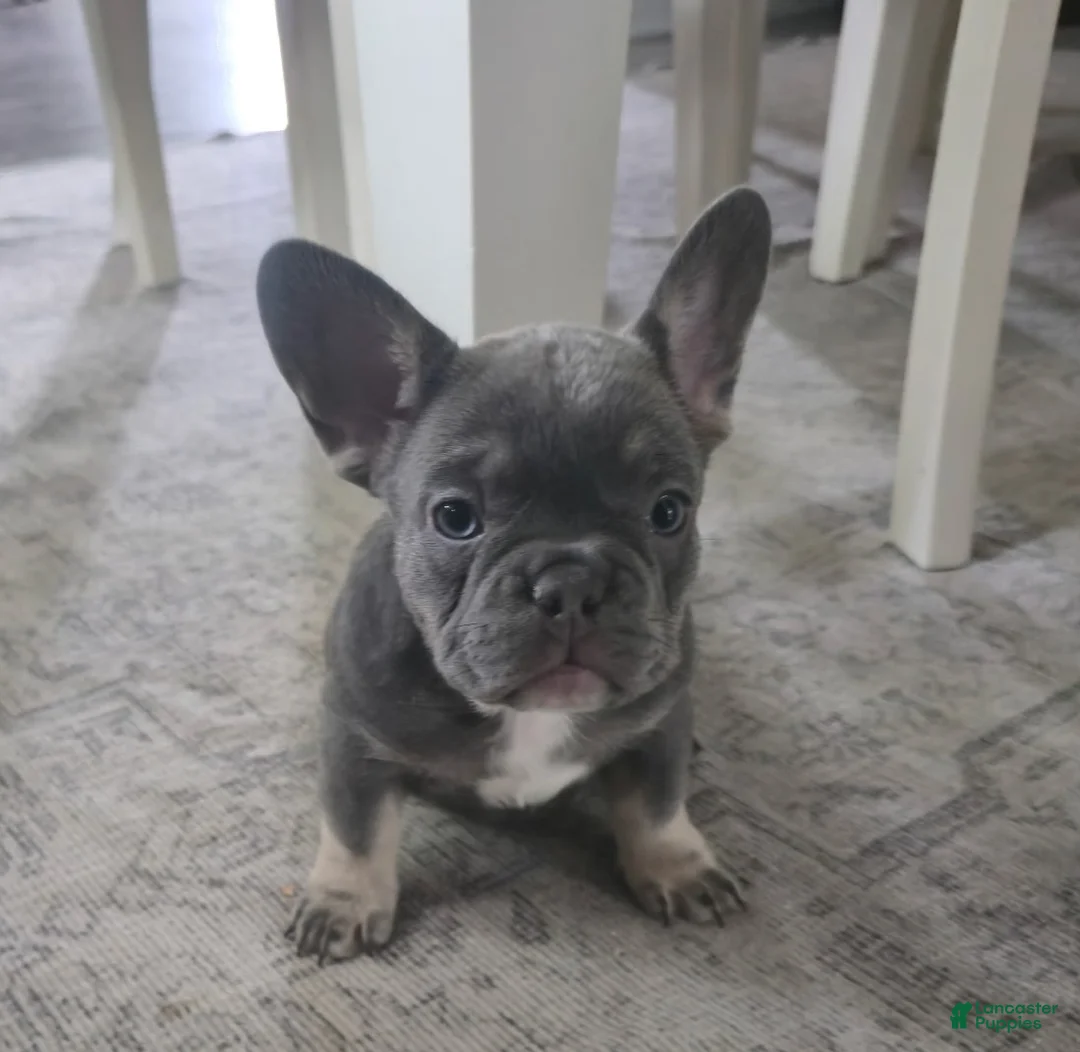 French Bulldog dogs for sale: Chanel - Ad 2