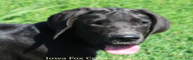 Milo