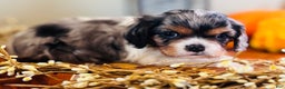 Cavalier King Charles Spaniel dogs for sale: Pearl  - Ad 2