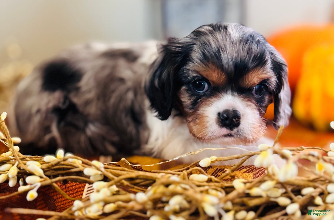 Cavalier King Charles Spaniel dogs for sale: Pearl  - Ad 2