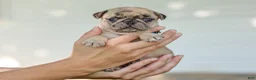 Pug dogs for sale: Alyssa Purebred Pug - Ad 3