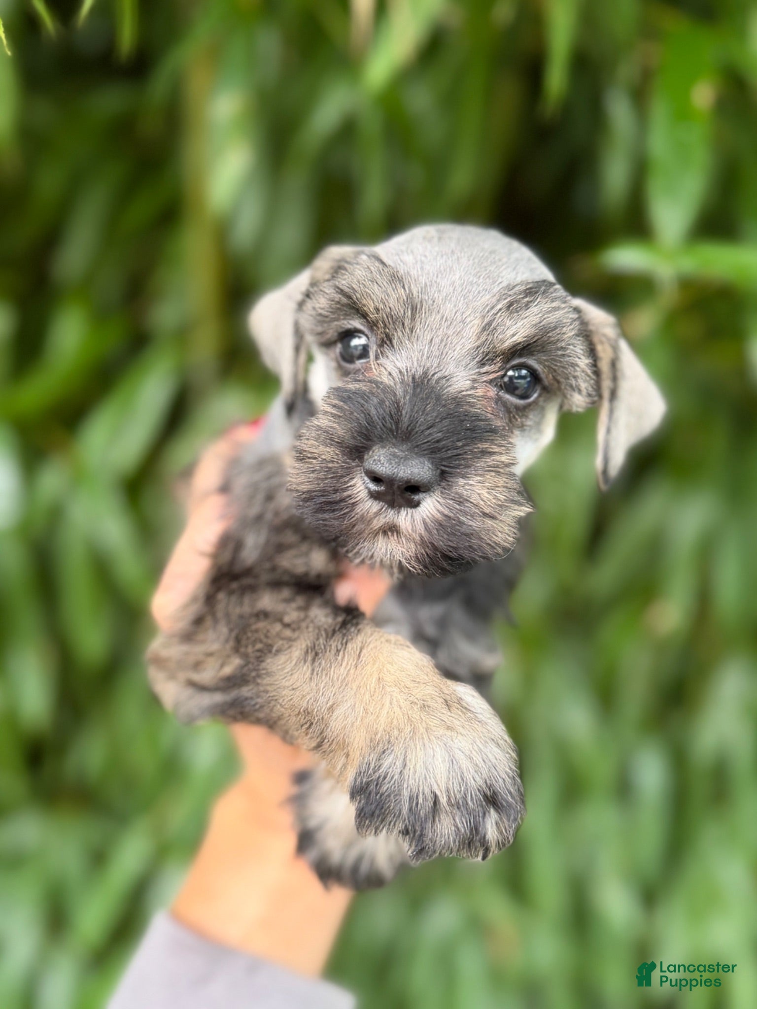 Miniature Schnauzer dogs Miniature Schnauzer 3 - Ad 38