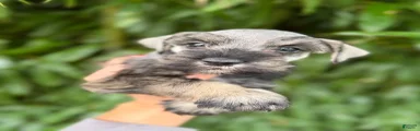 Miniature Schnauzer 3