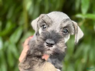 Miniature Schnauzer dogs Miniature Schnauzer 3 - Ad 38