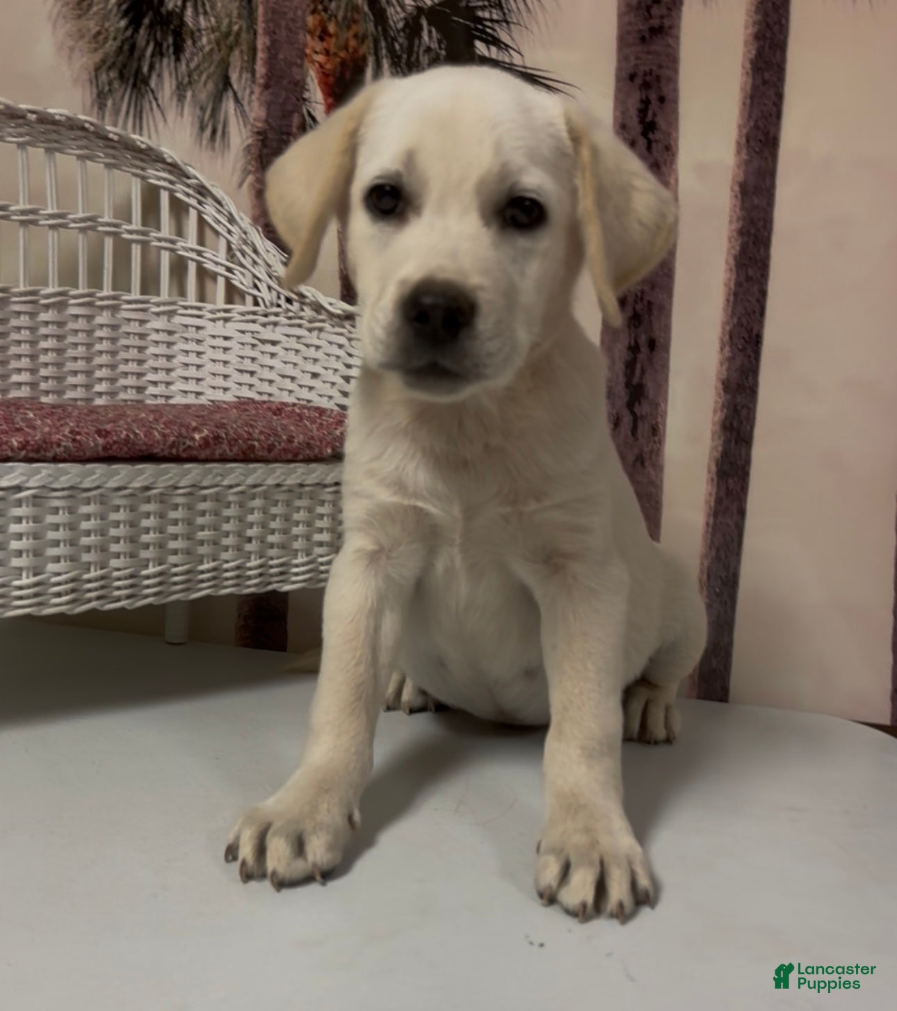 Labrador Retriever dogs for sale: Labrador Retriever Jackie - Ad 67