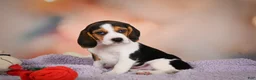 Beagle dogs for sale: OAKLY - Ad 12