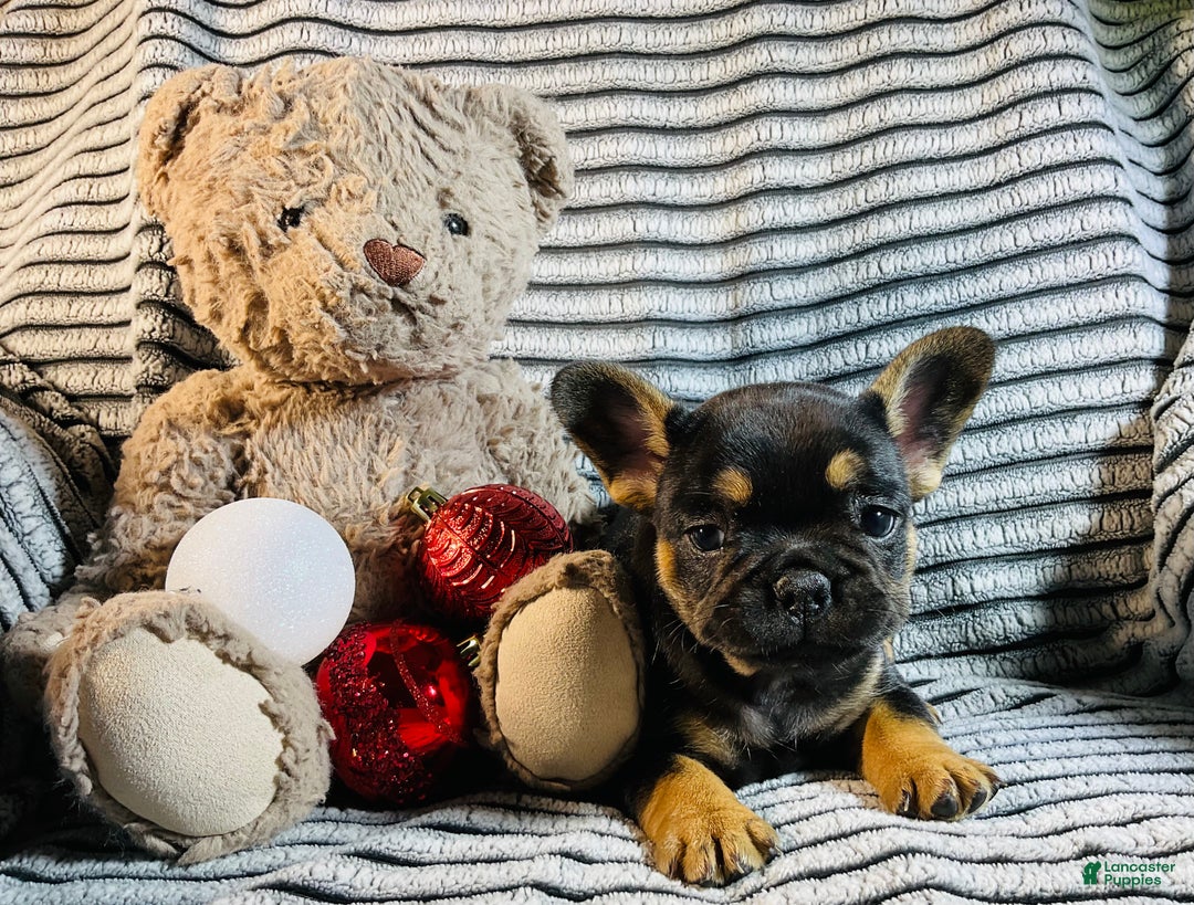 French Bulldog dogs for sale: Ellie - Ad 12