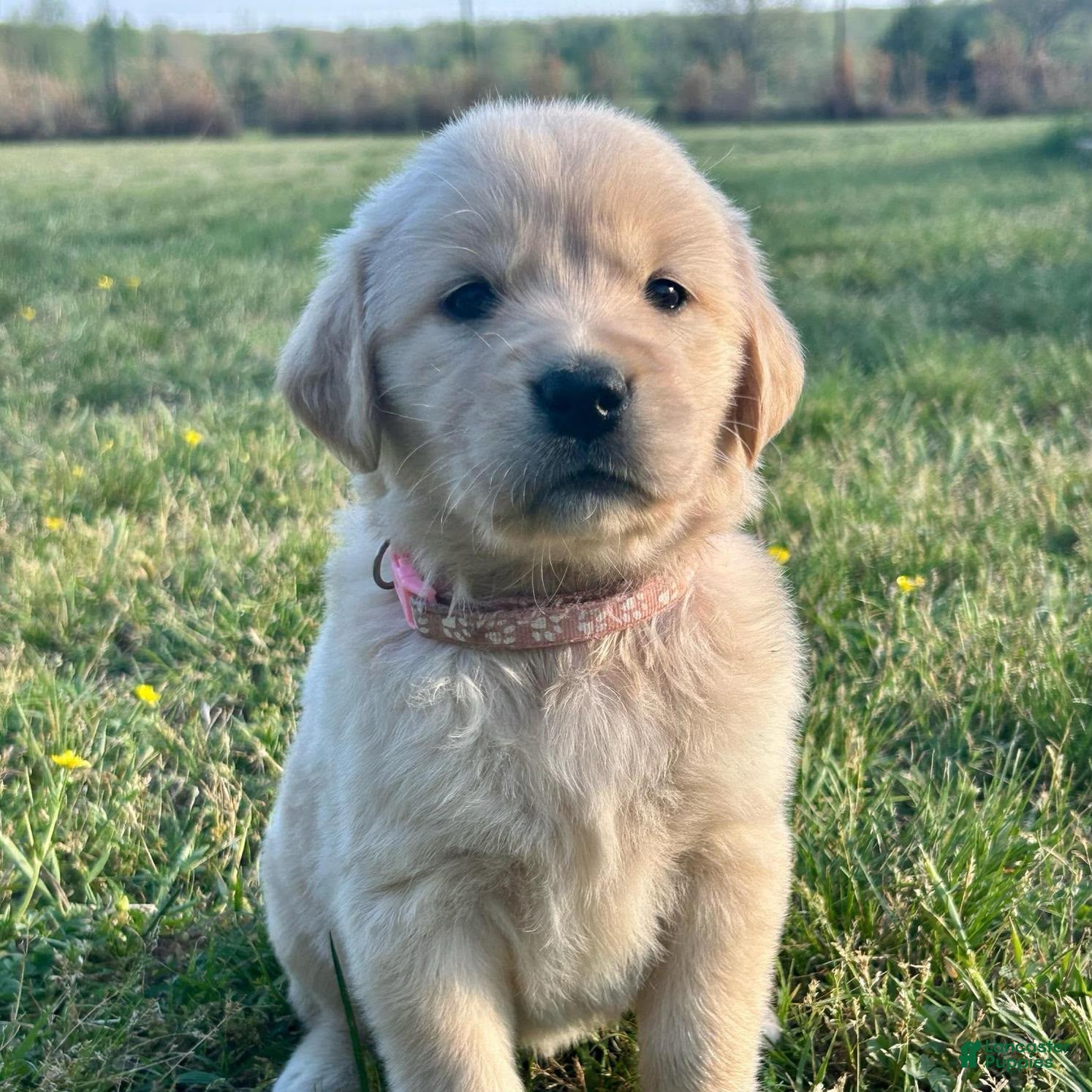 Golden Retriever dogs Meadow - Ad 1