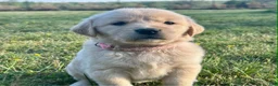 Golden Retriever dogs for sale: Meadow - Ad 1