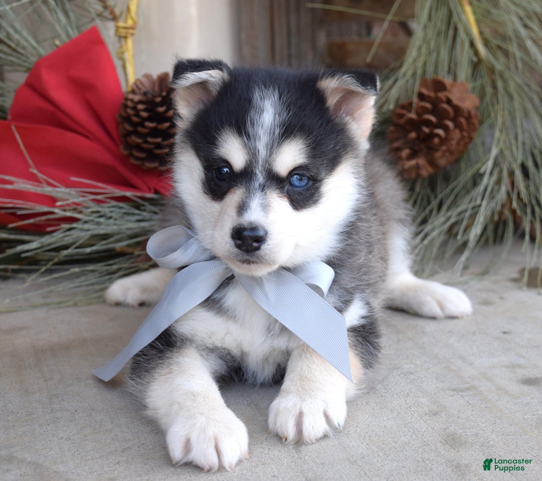 Pomsky dogs for sale: Skye - Ad 1
