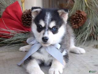 Pomsky dogs Skye - Ad 23