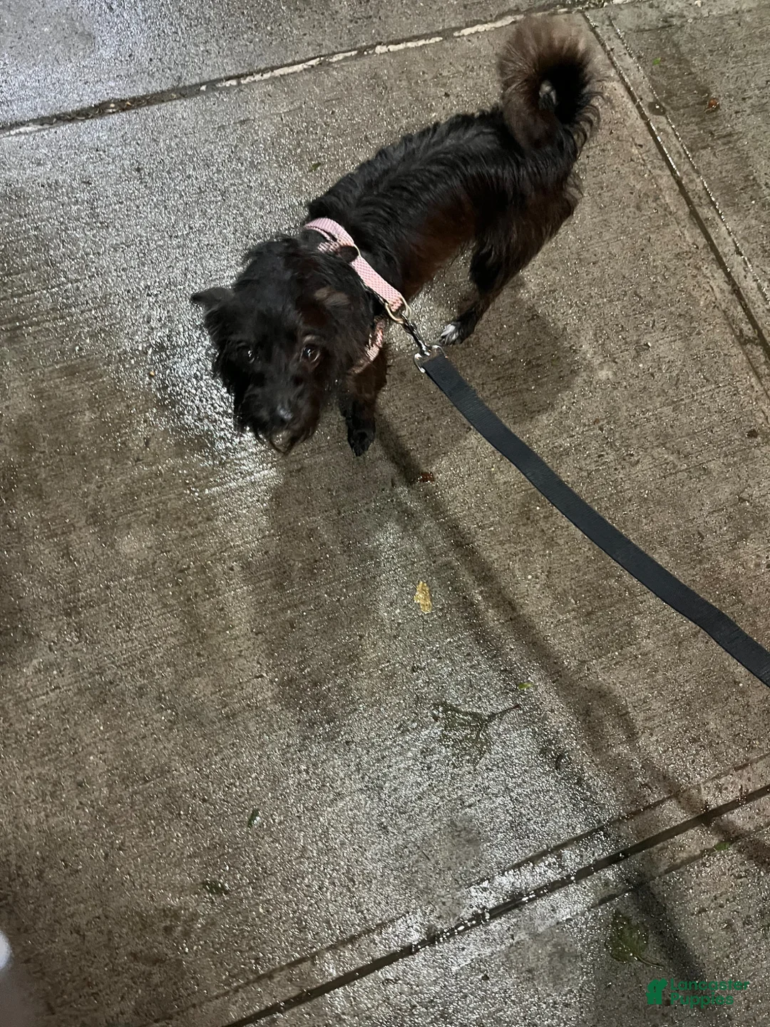Chorkie dogs for sale: Prince - Ad 2