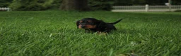 Dachshund dogs for sale: ISAIAH - Ad 4