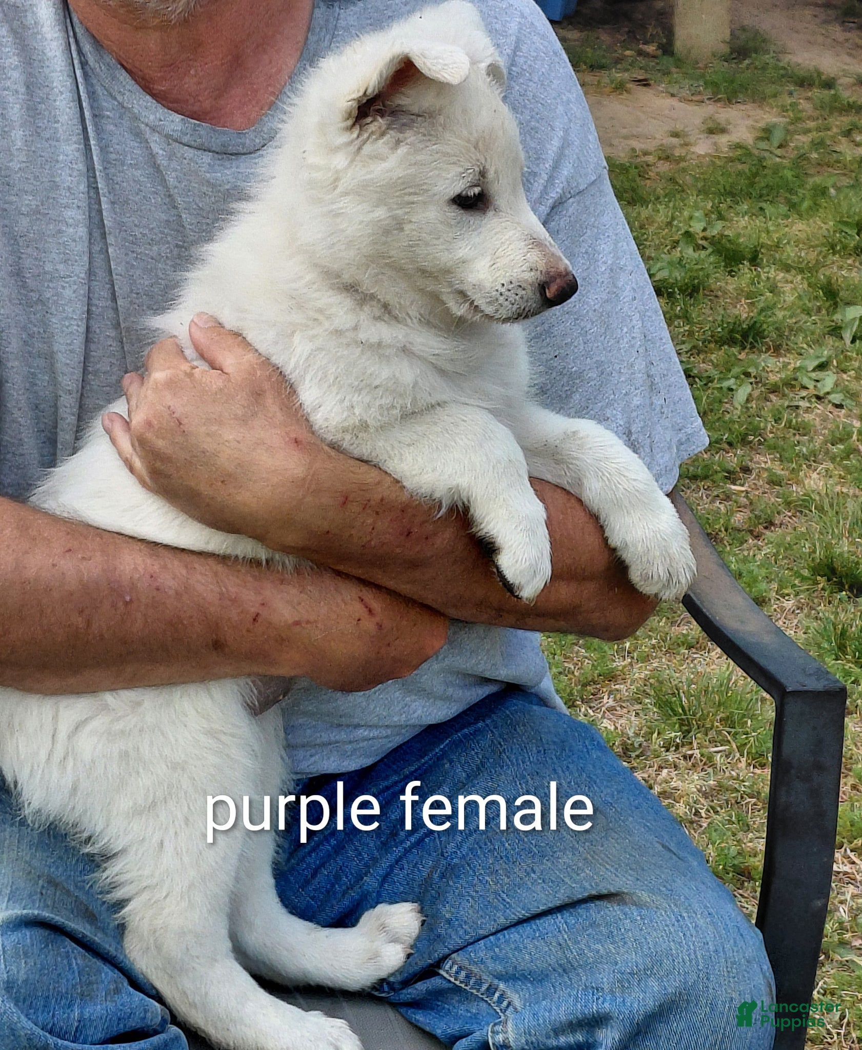 German Shepherd dogs German Shepherd Puppy 5 - Ad 1