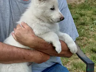 German Shepherd dogs for sale: German Shepherd Puppy 5 - Ad 2