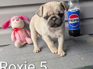 Pug dogs - Ad 29