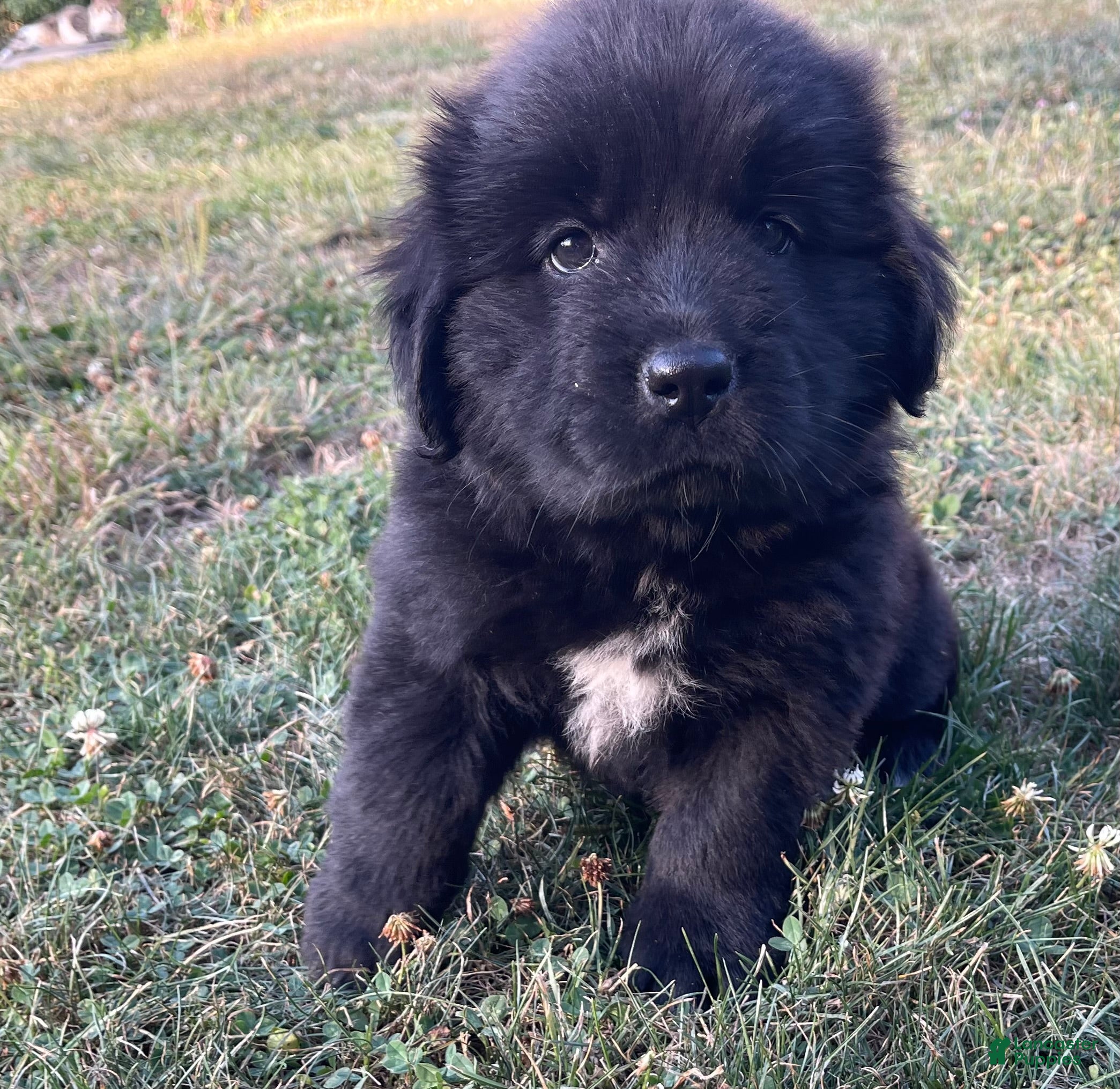 Toy full grown Newfoundland puppies for sale Lancaster Puppies